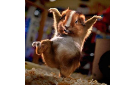 Les activités proposées au sein de la section